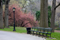 Spring in Central Park NYC 146867533