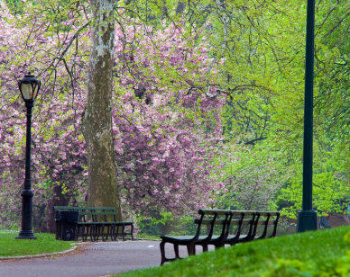 Spring in Central Park, NYC